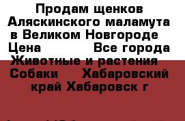 Продам щенков Аляскинского маламута в Великом Новгороде › Цена ­ 5 000 - Все города Животные и растения » Собаки   . Хабаровский край,Хабаровск г.